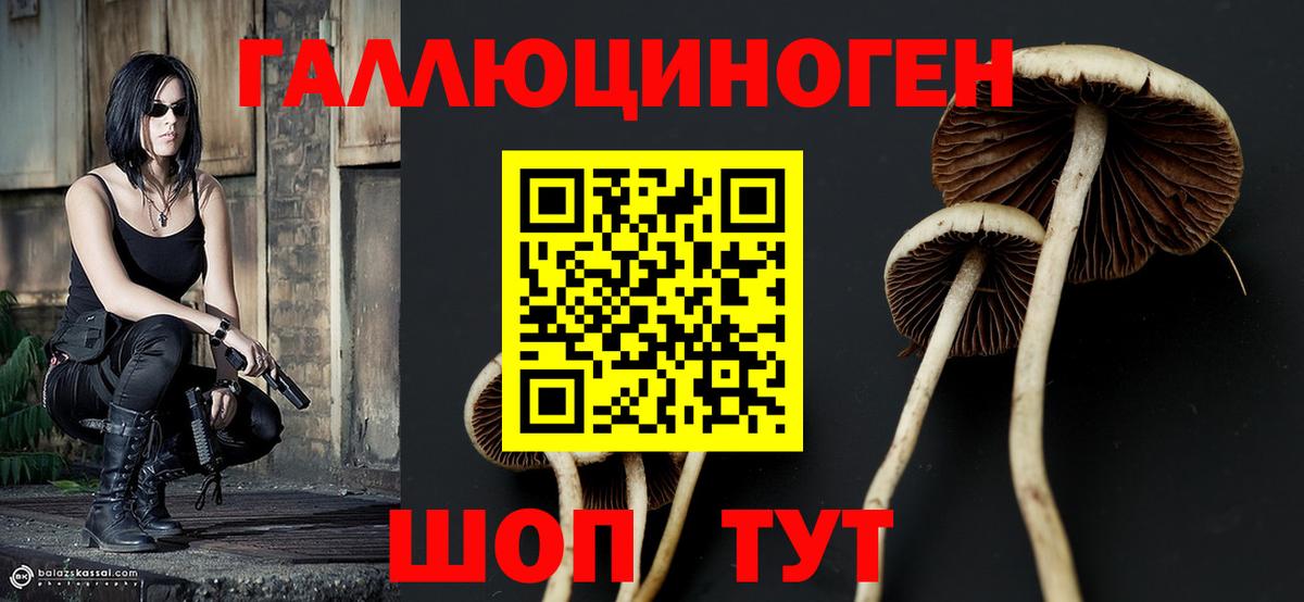 Галлюциногенные грибы Psilocybine cubensis Истра